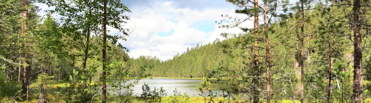 kuvassa on metsälampimaisema